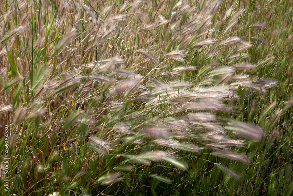 green wheat field.