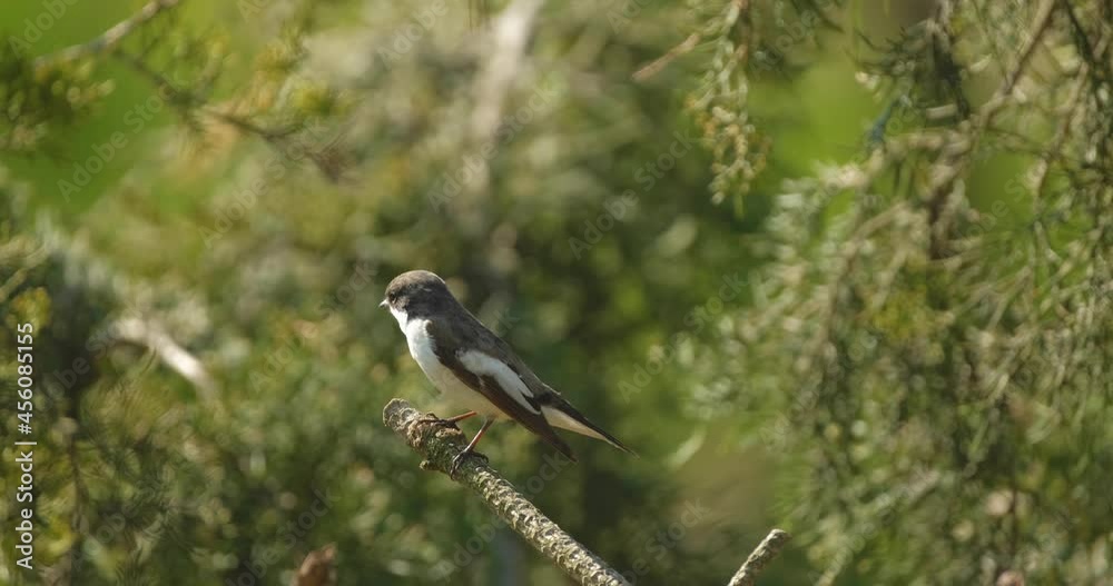 The collared flycatcher or Ficedula albicollis close up on the tree The collared flycatcher or Ficedula albicollis close up on the tree