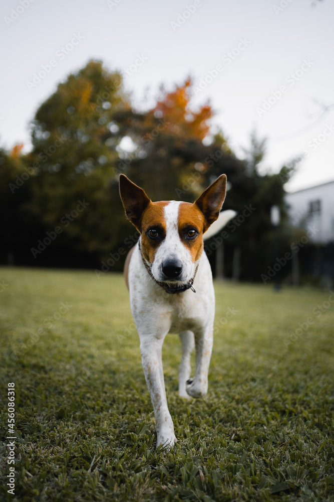 dog dog