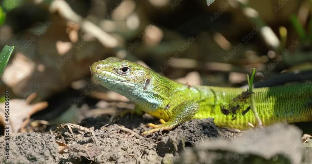 European Green Lizard or Lacerta viridis close up European Green Lizard or Lacerta viridis close up