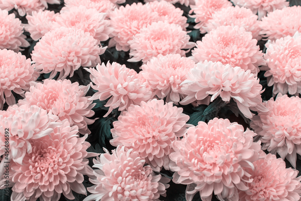 Many Dahlia flowers bouquet colored with pink color.