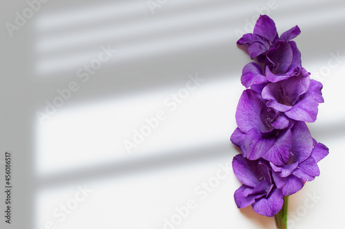 Single flower with purple petals on white background. Photo with copy blank space.