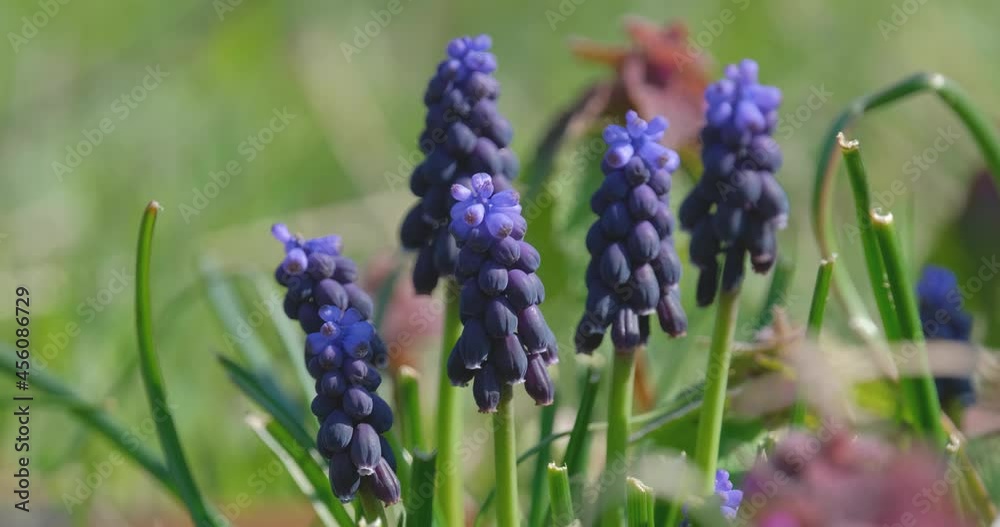 Muscari flower or Grape Hyacinths with bee close up Muscari flower or Grape Hyacinths with bee close up
