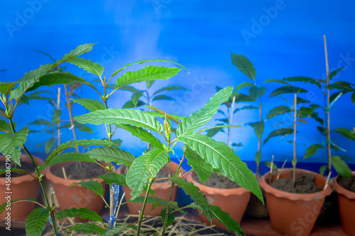 .Kratom seedlings..People use kratom pain relief .Laborers prefer to have strength Work and can withstand the sun for a long time outdoors without feeling tired..including recreational use..