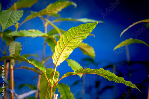 .Kratom seedlings..People use kratom pain relief .Laborers prefer to have strength Work and can withstand the sun for a long time outdoors without feeling tired..including recreational use..
