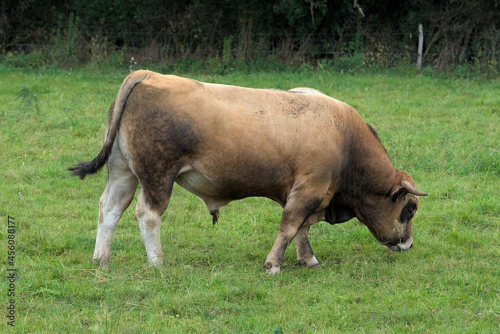 Young brown bull of Aubrac breed in his meadow Young brown bull of Aubrac breed in his meadow