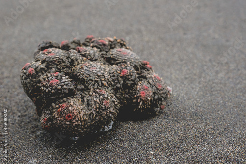 Beautiful detail of red and black coral stone in the sand in the beach