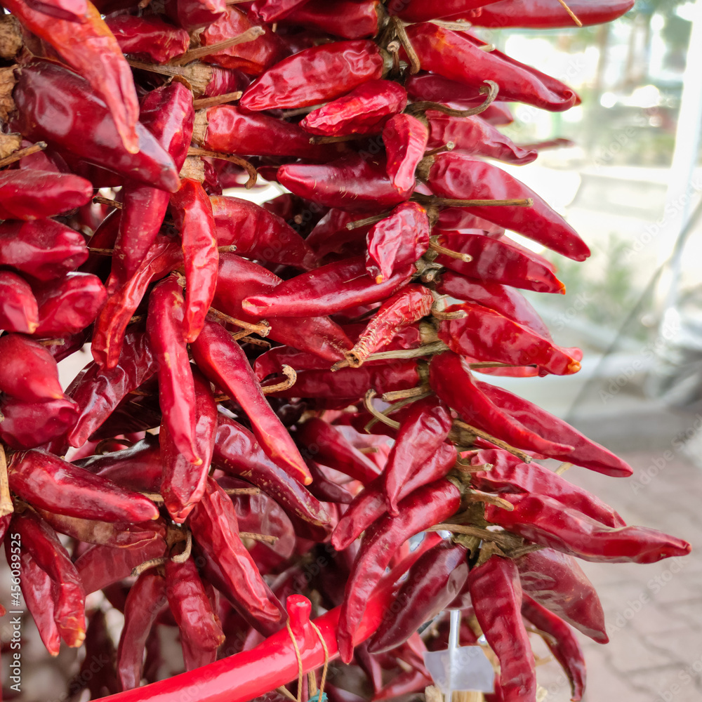 Red sweet chili Hungarian paprika hanged up for drying after harvesting