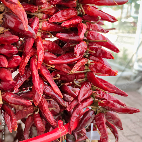 Red sweet chili Hungarian paprika hanged up for drying after harvesting photo