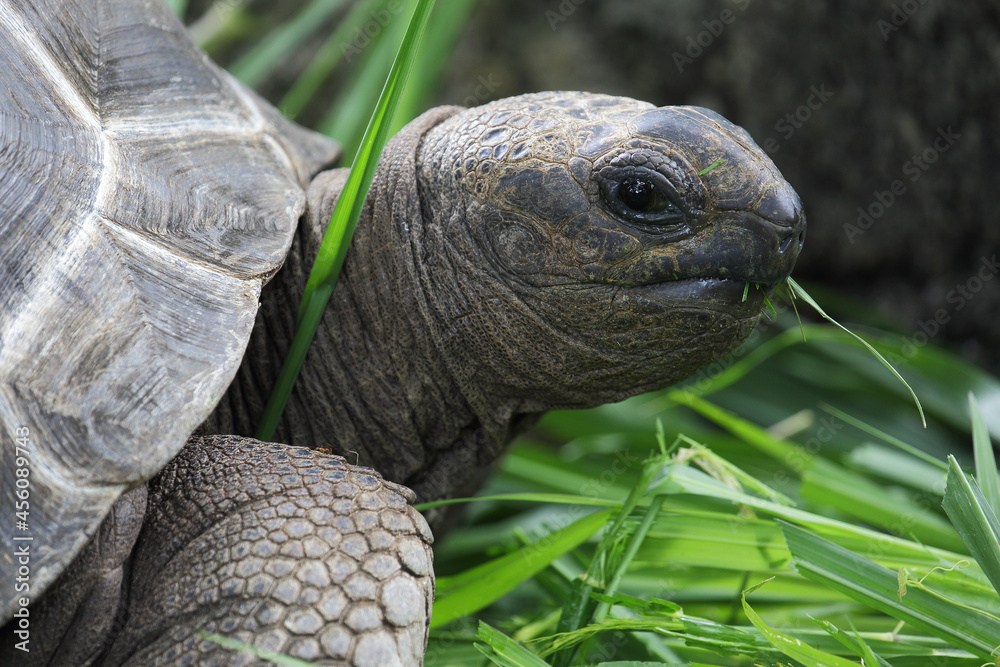 giant turtle in profile on the grass giant turtle in profile on the grass