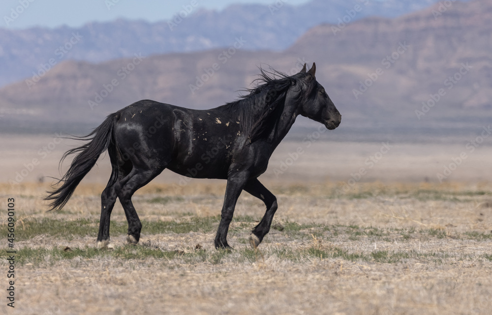 Fototapeta premium Majestic Wild Horse in the Utah Desert