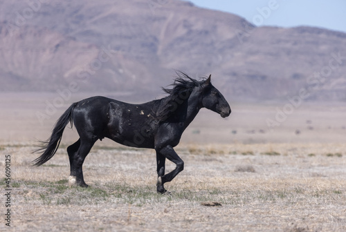 Majestic Wild Horse in the Utah Desert © natureguy