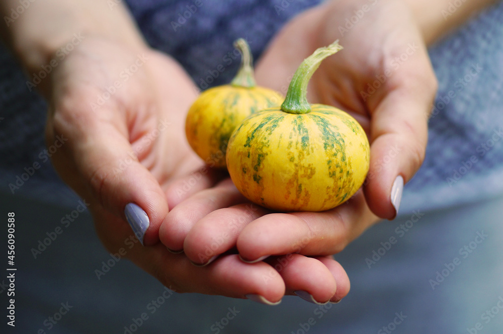 Two small mini pumpkins in hands Two small mini pumpkins in hands