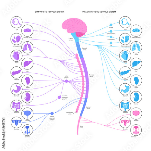 Autonomic nervous system