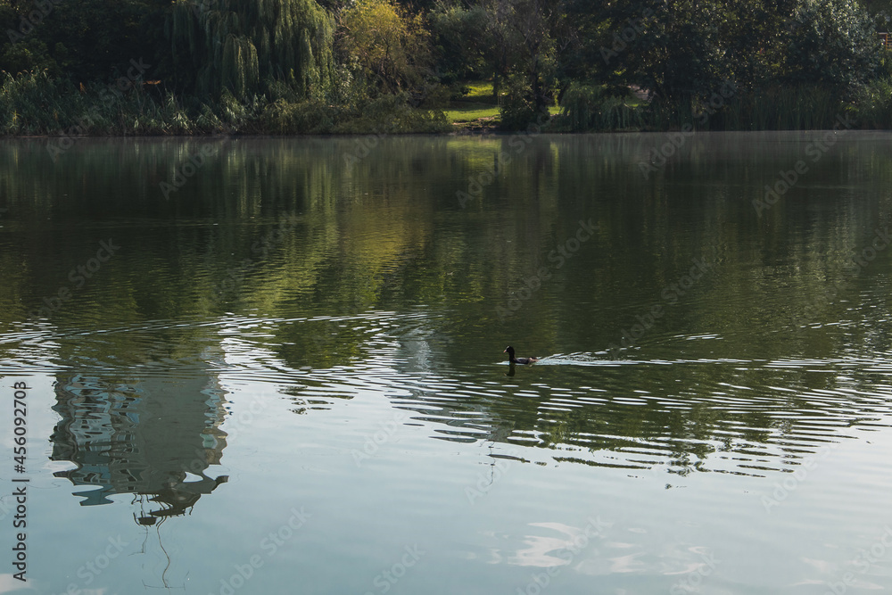 The water surface of the city pond with a floating duck. View of the pond on a sunny day with a reflection in the water. The water surface of the city pond with a floating duck. View of the pond on a sunny day with a reflection in the water.