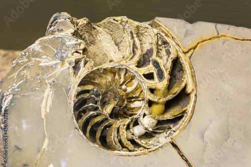 Nautilus, a pelagic marine mollusc of the cephalopod family Nautilidae. photo