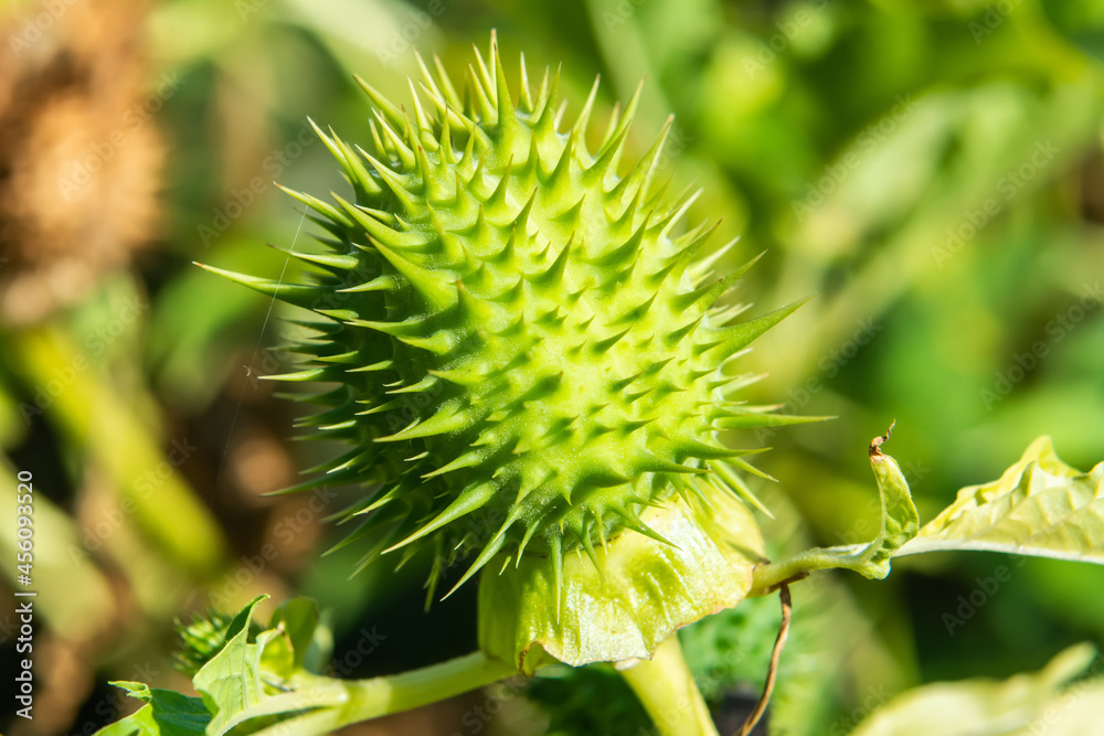 Immature seed capsule of thorn apple (Datura stramonium) Immature seed capsule of thorn apple (Datura stramonium)