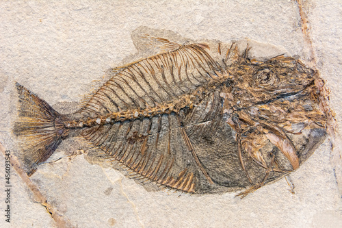 Photography Fossil of Vomeropsis triurus, an extinct genus of prehistoric bony fish
