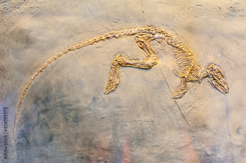 Fossilized skeleton of Paroodectes feisti, a miacid animal that lived during the early Eocene photo