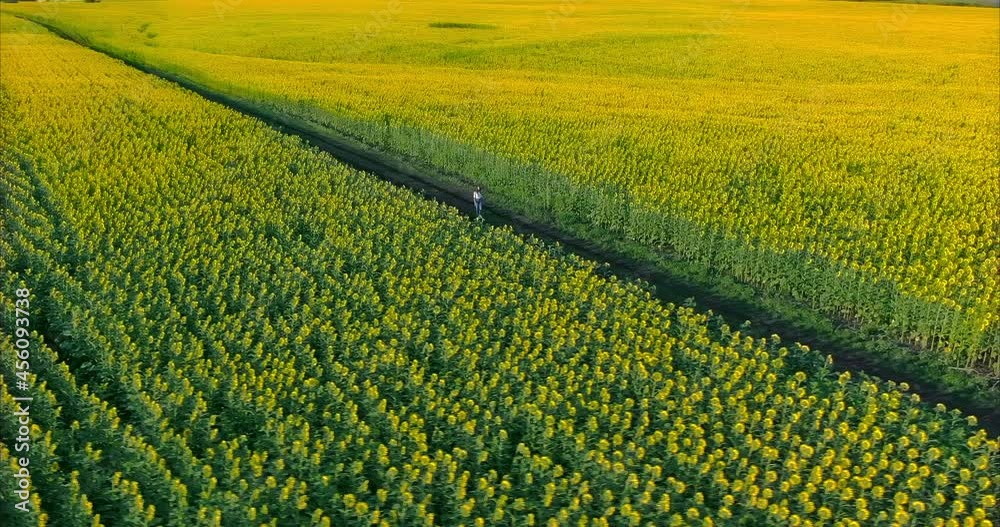 Drone flies over the endless blooming fields, a woman walks along the road between the golden fields. Lot of sunflowers are blooming in the fields, a rich harvest. Circular motion of the camera. 4k Drone flies over the endless blooming fields, a woman walks along the road between the golden fields. Lot of sunflowers are blooming in the fields, a rich harvest. Circular motion of the camera. 4k