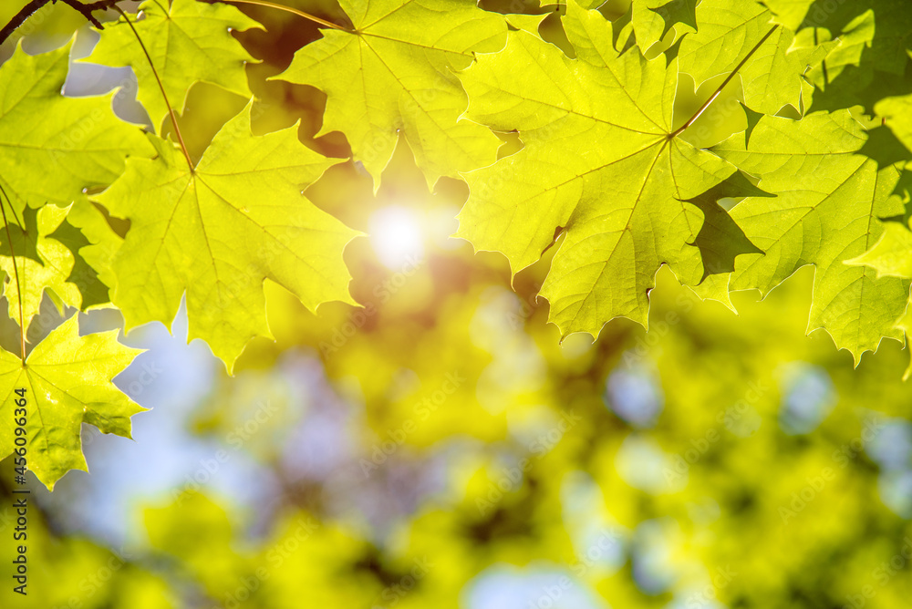 Green nature background with maple leaves
Green nature background with maple leaves