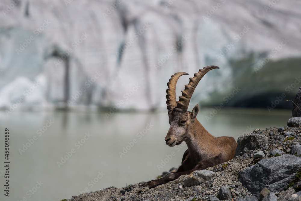 The ibex and the Fellaria glacier The ibex and the Fellaria glacier