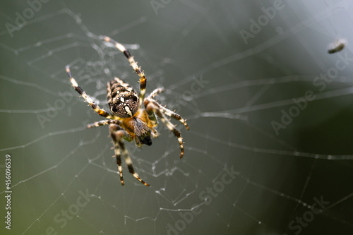 Araneus diadematus in the web, commonly called European garden spider, cross spider or crowned orb weaver, dark background with copy space, macro shot with selected focus