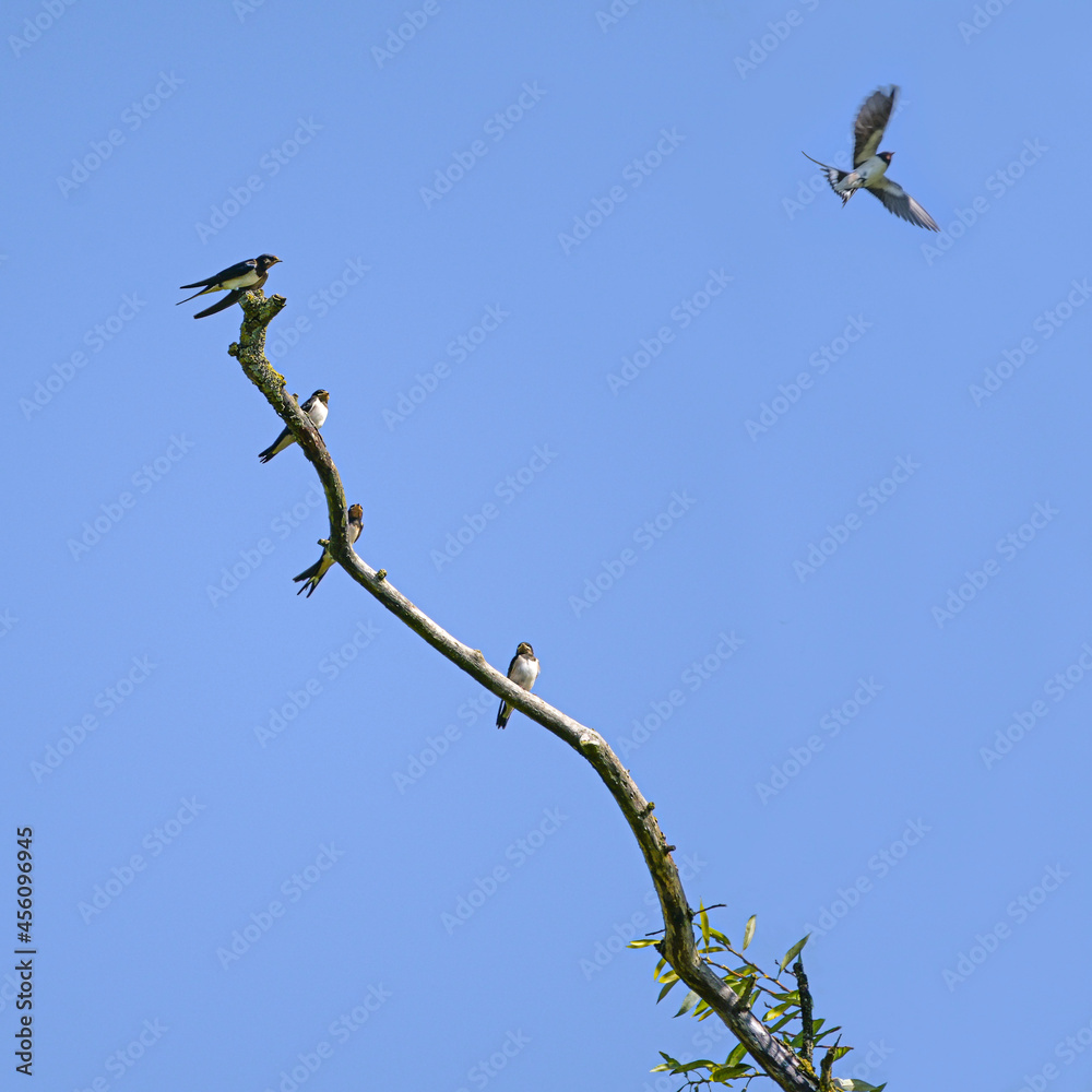 Group of barn swallows (Hirundo rustica) sitting on a bare branch, one of the birds is flying into the blue sky, copy space Group of barn swallows (Hirundo rustica) sitting on a bare branch, one of the birds is flying into the blue sky, copy space