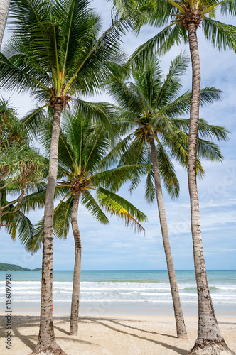 Fototapeta Naklejka Na Ścianę i Meble -  Phuket patong beach Summer beach with palms trees around in Patong beach Phuket island Thailand, Beautiful tropical beach with blue sky background in summer season Copy space