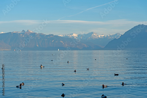 View of Lake Geneva with calm water and many ducks. The alps in the background