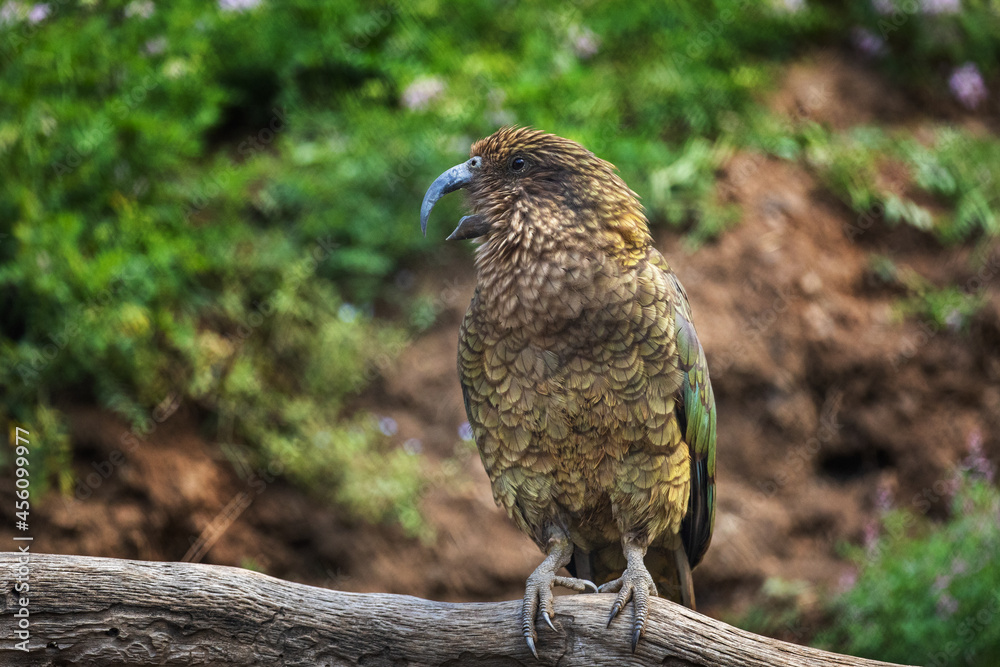 Obraz premium Kea, Nestor notabilis, perched on branch, having open curved beak and screeching. Beautiful olive green parrot, alpine bird. One of most intelligent and curious parrots. Habitat New Zealand.