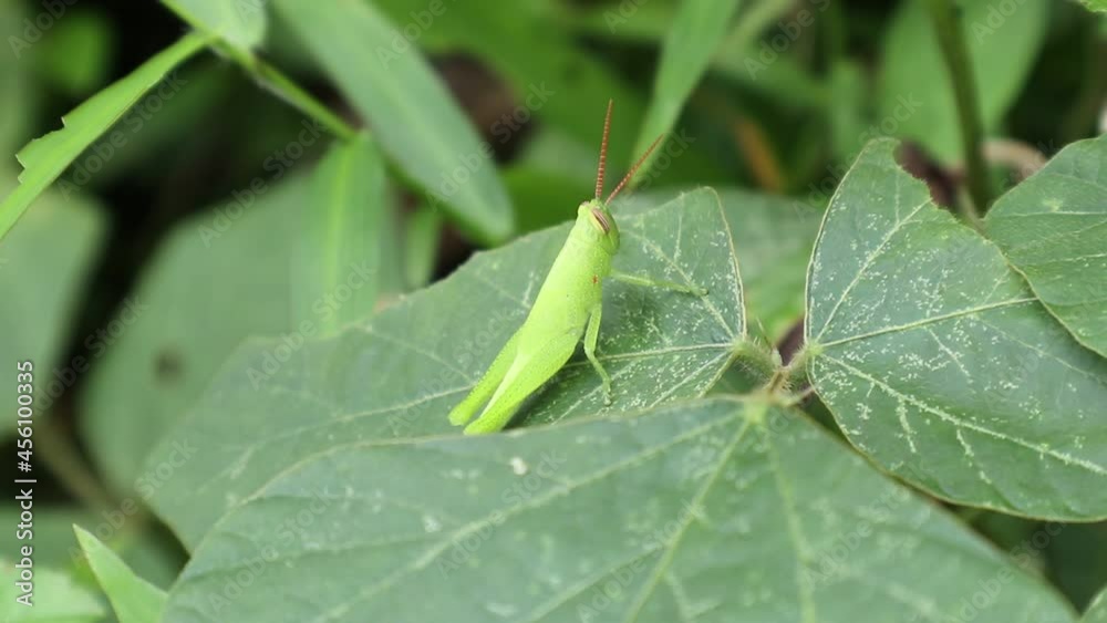 Close up of an immature green grasshopper sitting top of a wild leaf Close up of an immature green grasshopper sitting top of a wild leaf