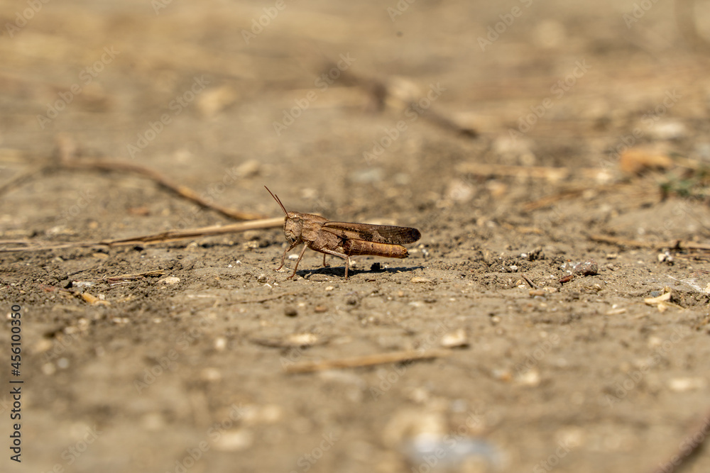 grasshopper on the stone grasshopper on the stone