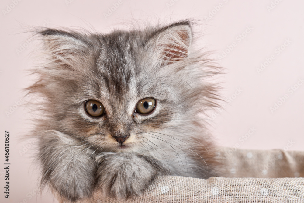 Close-up of a small gray kitten lying in a basket on a beige background. Close-up of a small gray kitten lying in a basket on a beige background.