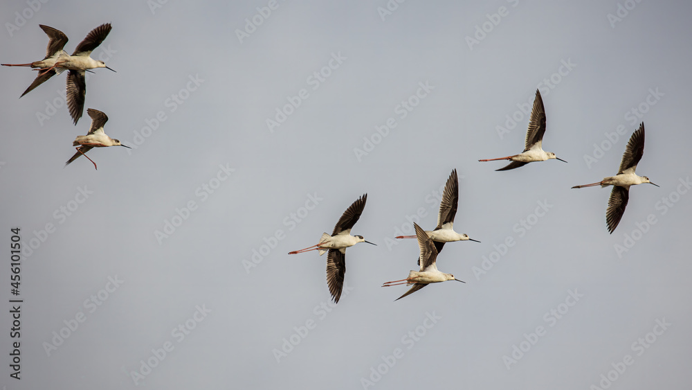 Black-winged stilt bird flying in the air Black-winged stilt bird flying in the air
