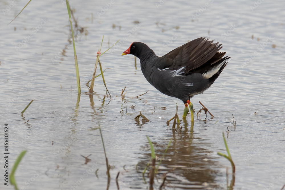 Bird Common Moorhen on paddy field Bird Common Moorhen on paddy field
