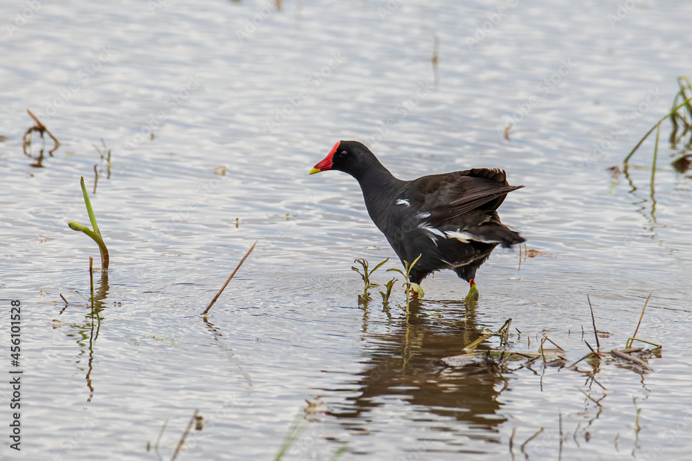 Bird Common Moorhen on paddy field Bird Common Moorhen on paddy field