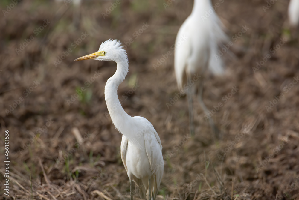 Nature wildlife image of cattle egret on paddy field Nature wildlife image of cattle egret on paddy field