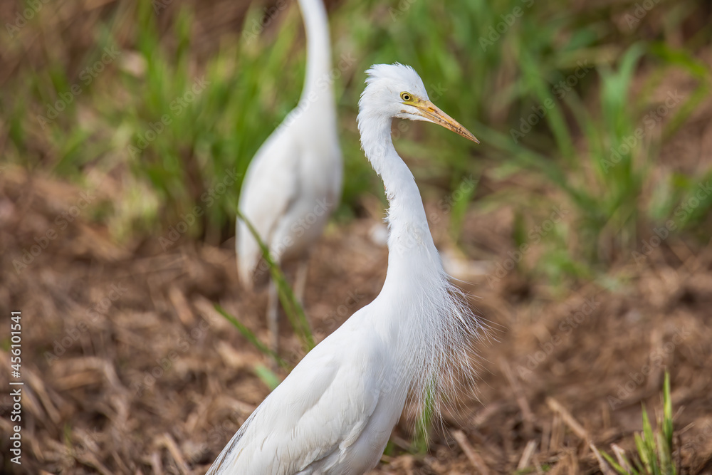 Nature wildlife image of cattle egret on paddy field Nature wildlife image of cattle egret on paddy field