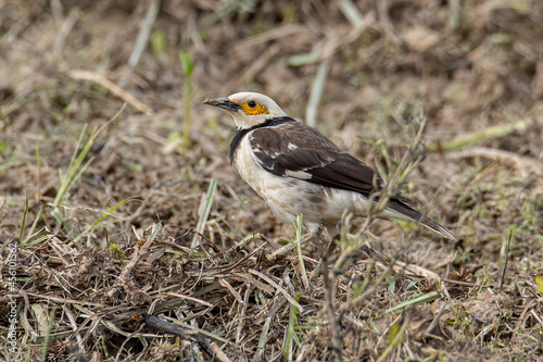 Black-collared starling bird spotted on paddy field at Sabah, Malaysia © alenthien