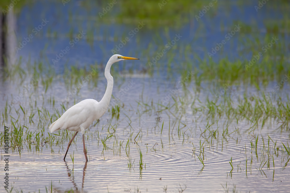 Nature wildlife image of cattle egret on paddy field Nature wildlife image of cattle egret on paddy field