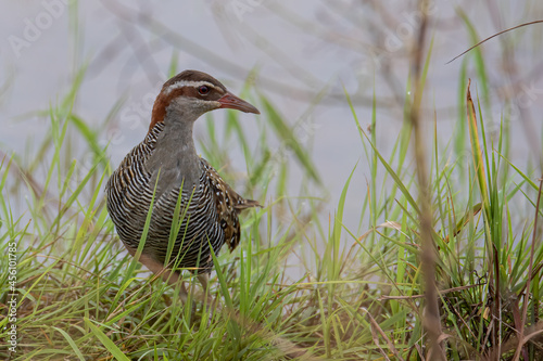 Nature wildlife image Buff Banded Rail bird on paddy filed.