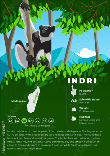 Animal Infographic Series - Indri Lemur photo