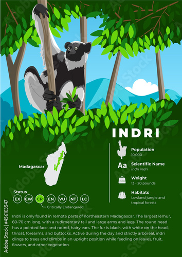 Animal Infographic Series - Indri Lemur