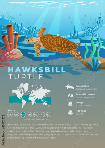 Animal Infographic Series - Hawksbill Turtle