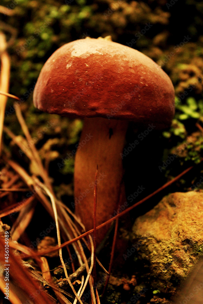 Tyloboletus rubrobrunneus on the woods. Tyloboletus rubrobrunneus on the woods.