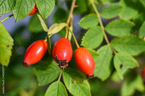 Red Rose Hip on bush in nature. Wild rose branches, close up. A bunch of Wild rose or dog rose berries. Briar berries growing on branches.  photo