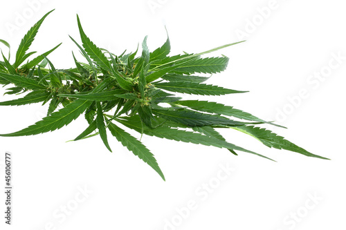Macro shot of a single fresh medical marijuana bud or hemp plant flower with green leaves isolated on a white background