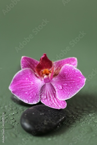 Spa Stones and Orchid Flower.Zen Stones. Massage Stone.Black stones and pink orchid flower in water drops on green background