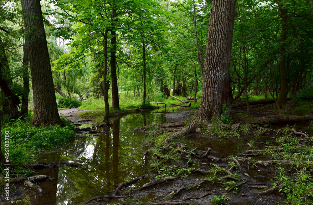 Footpath After a Heavy July Rain